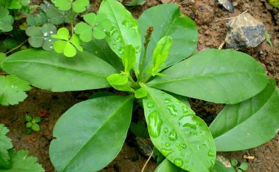 假人參的食用價值！