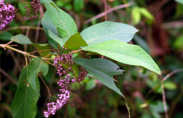 紫珠葉的應(yīng)用