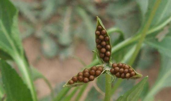 地丁草圖片！