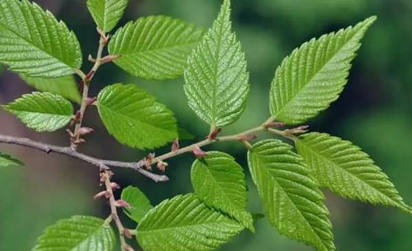 櫸樹葉！！！