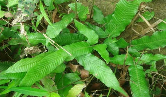 入地蜈蚣的圖片