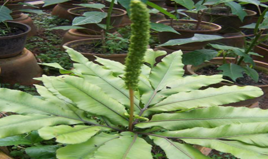 入地蜈蚣的圖片