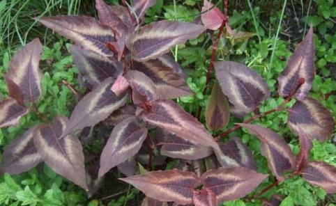 赤脛散功能主治！