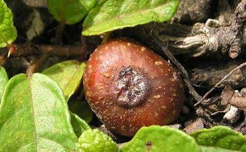 野地瓜分布范圍！