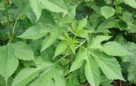 豚草過敏用什么方法來治療！