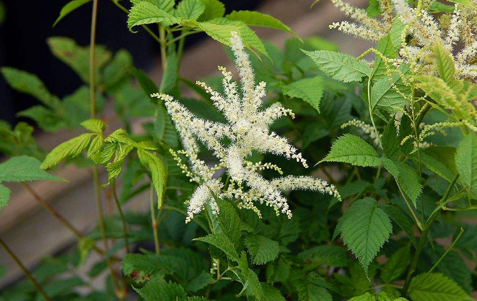 升麻的功效與作用