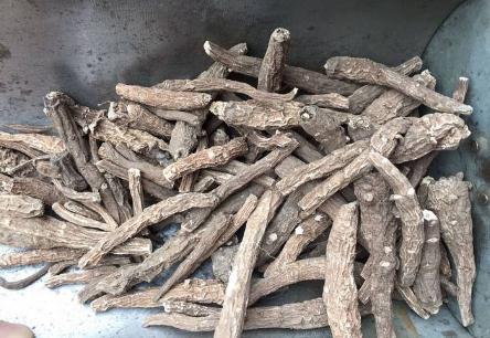 雪山一支蒿！