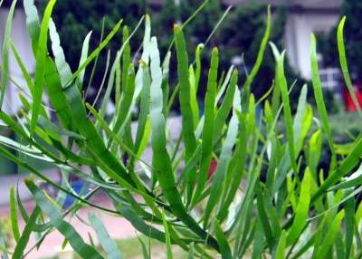 竹節(jié)草養(yǎng)殖方法？