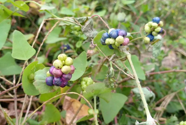 杠板歸的功效與作用