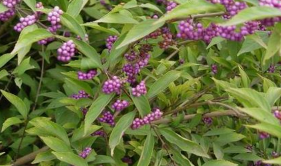 紫珠葉