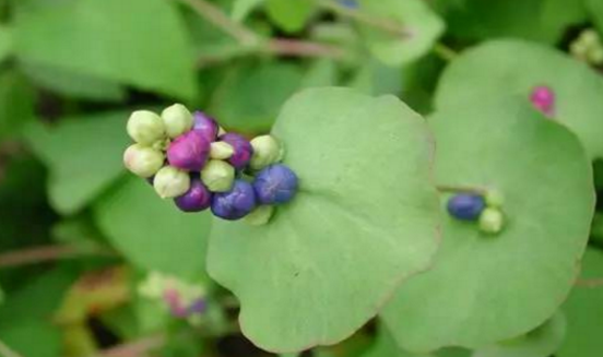 杠板歸的臨床應(yīng)用