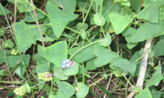 杠板歸的臨床應(yīng)用