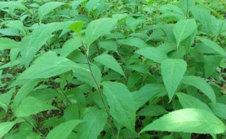 劉寄奴的藥材性狀！