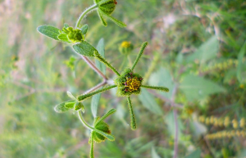 希薟草的功效與作用