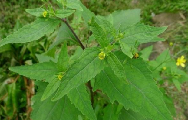 希薟草的應(yīng)用