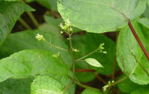 大九股牛的功效