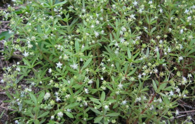 崖松的應(yīng)用