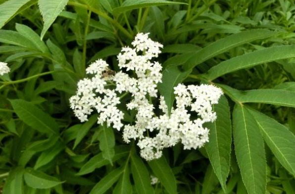 血滿草的功效與作用