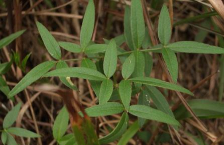 隔山香功能主治！