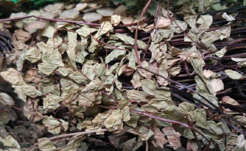 豬鬃草的功效與作用