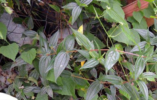 糯米藤種植技巧！