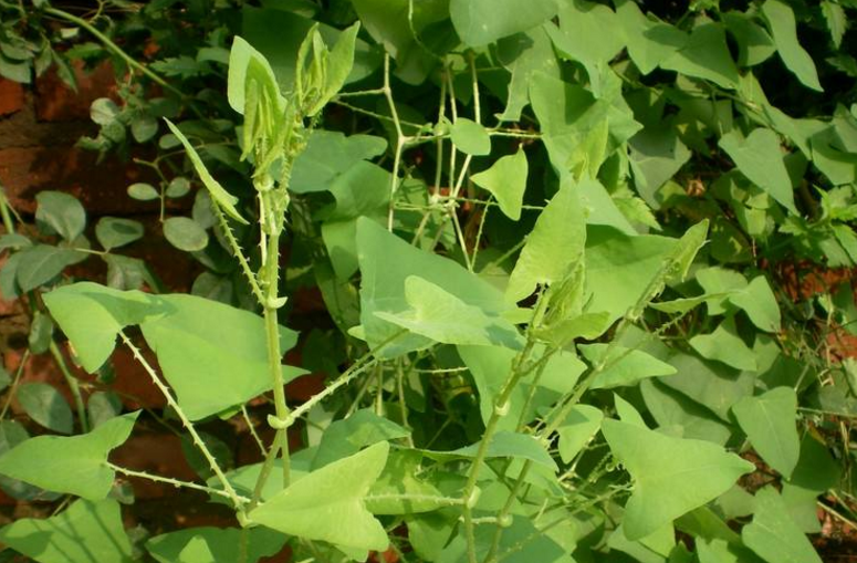 杠板歸的功效與作用