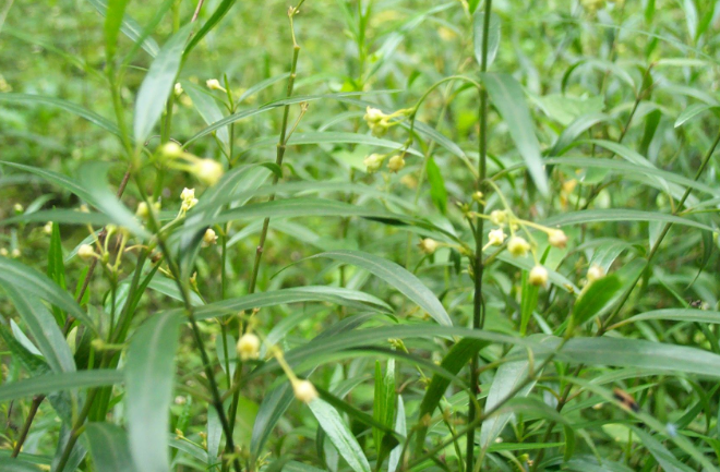 徐長(zhǎng)卿的功效與作用