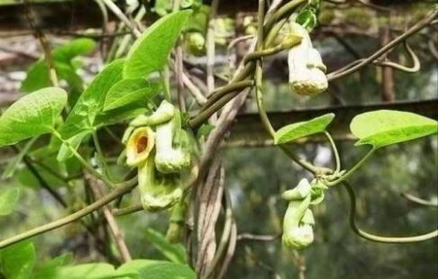 關(guān)木通??！