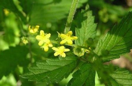 仙鶴草主治！