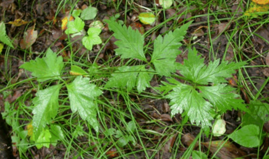 雪山一支蒿的圖片