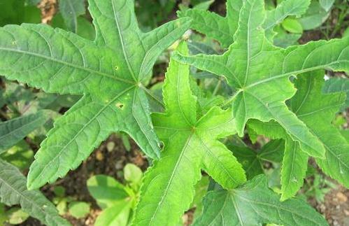 五指山參的形態(tài)特征！