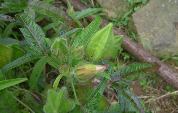 五指山參的主要價(jià)值！