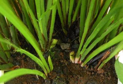 甘松的基本信息！