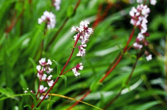 甘松的植物形態(tài)！