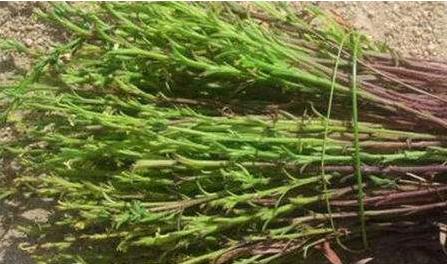 獨(dú)腳柑的植物形態(tài)！