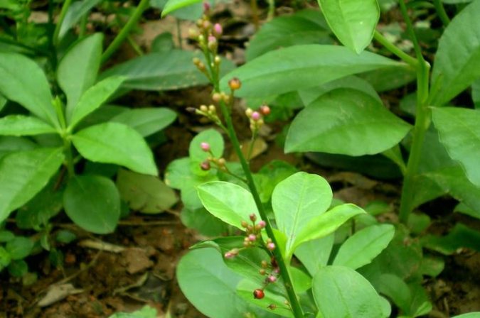 假人參的食用方法